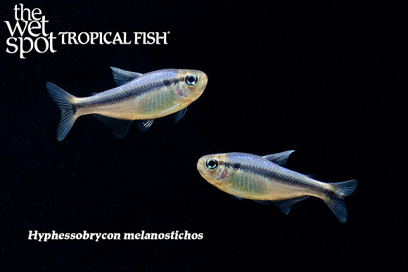 Hyphessobrycon melanostichos - Blue Ribbon Tetra