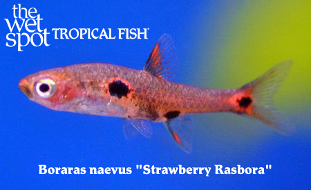 Boraras naevus - Strawberry Rasbora