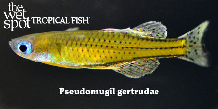 Gertrudae Rainbowfish - Pseudomugil gertrudae