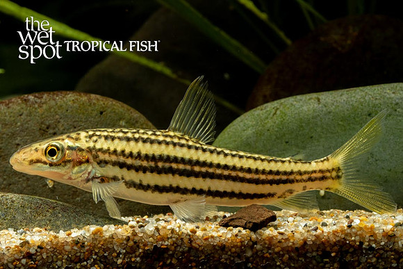 Leporinus sextriatus - Six Line Leporinus