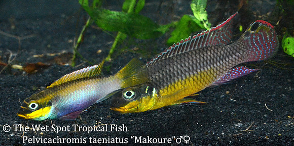 Pelvicachromis kribensis "Taeniatus Makoure" ♂♀
