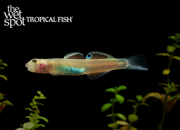 Lentipes ikeae - Green Belly Goby