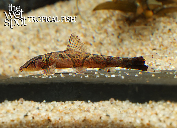 Homaloptera orthogoniata "Saddled Lizard Loach"