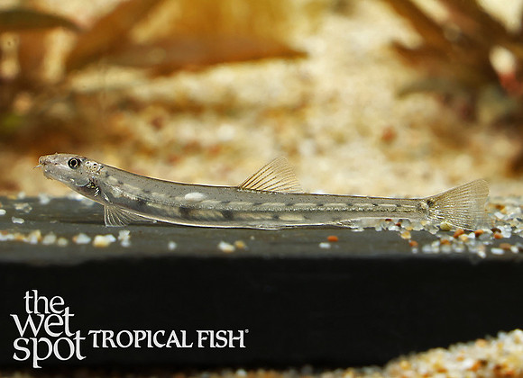 Acanthopsoides robertsi "Dwarf Horseface Loach"