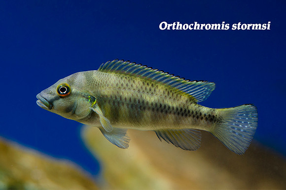 Orthochromis stormsi