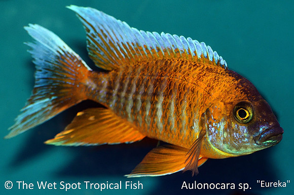 Aulonocara sp. "Eureka"