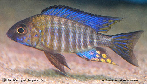 Aulonocara ethelwynnae