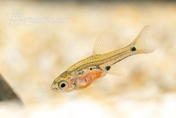 Boraras micros - Micro Rasbora