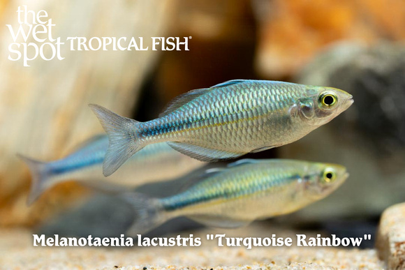 Melanotaenia lacustris - Turquoise Rainbow