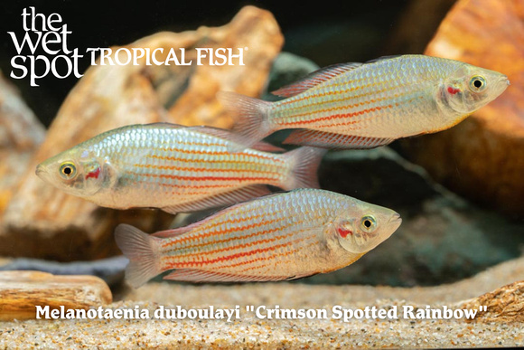 Melanotaenia duboulayi - Crimson Spotted Rainbow
