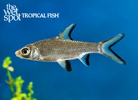 Balantiocheilos melanopterus Bala Shark