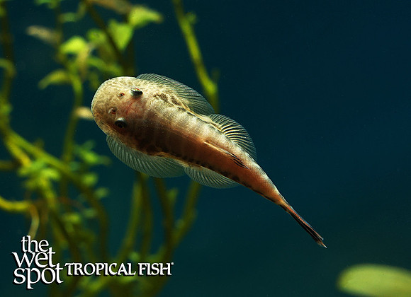 Gastromyzon sp."Borneo Sucker Loach" (Assorted)