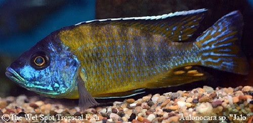 Aulonocara sp. "Jalo"