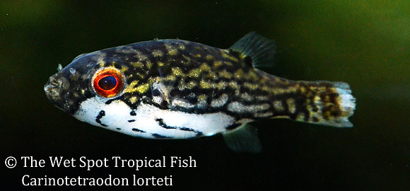 Red Eye Puffer - Carinotetraodon lorteti