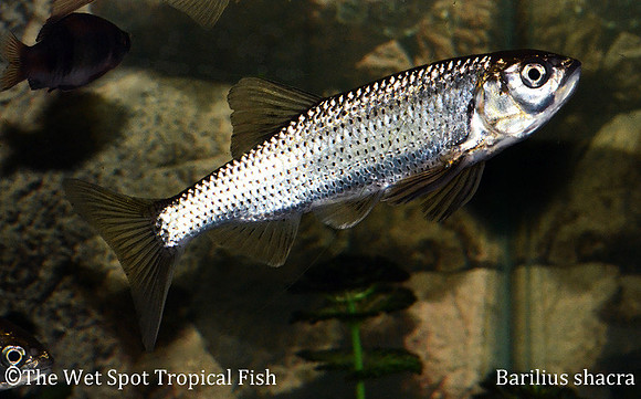 Barilius shacra - Thousand Spotted Barilius