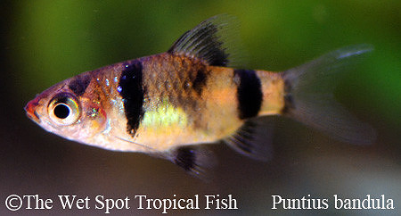Pethia bandula - Bandula Barb