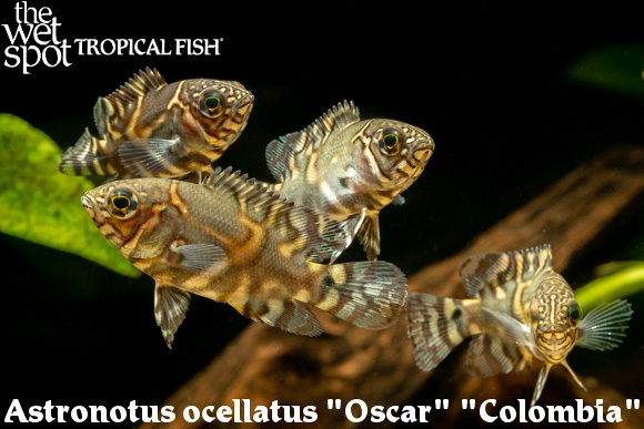 Astronotus ocellatus - Oscar “Colombia”