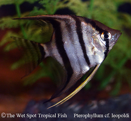 Pterophyllum cf. leopoldi - Red Spot Angelfish