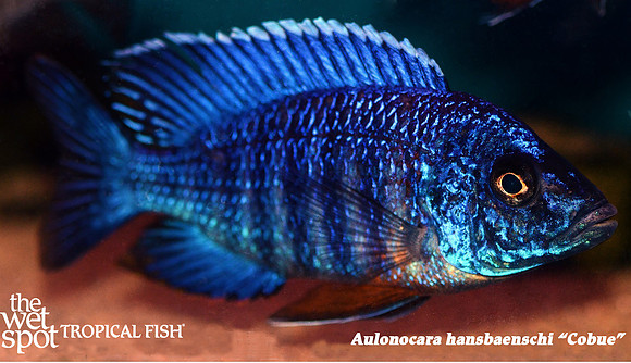 Aulonocara hansbaenschi "Cobue"