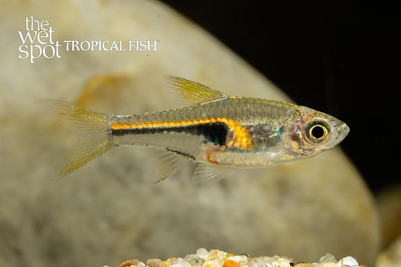 Narrow Wedge Rasbora - Trigonostigma hengeli