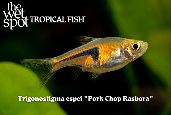 Pork Chop Rasbora - Trigonostigma espei
