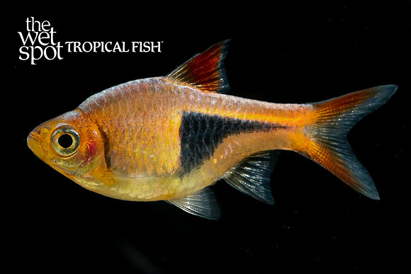 Trigonostigma heteromorpha - Harlequin Rasbora