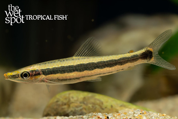 Anostomus ternetzi - Red Mouth Headstander