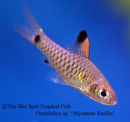 Oreichthys sp. Myanmar Redfin - Myanmar Hi Fin Headstander Barb