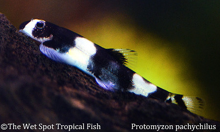 Yaoshania pachychilus - Panda Loach