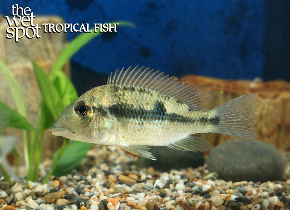 Geophagus pellegrini WILD