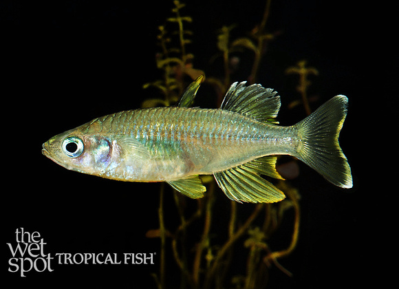 Telmatherina bonti "Sailfin Silverside"