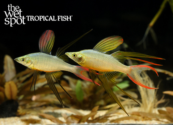 Iriatherina werneri "Thread Fin Rainbow"