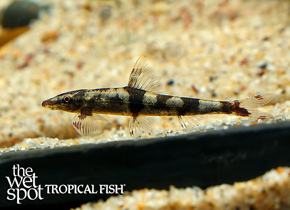 Homaloptera ogilviei "Ogilvie's Lizard Hillstream Loach"