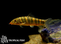Botia striata "Zebra Loach"