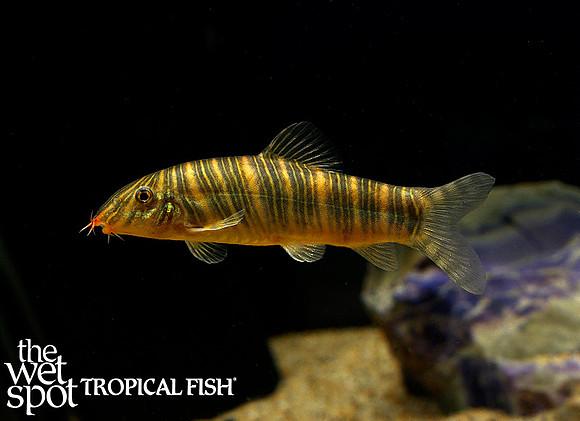 Botia striata "Zebra Loach"