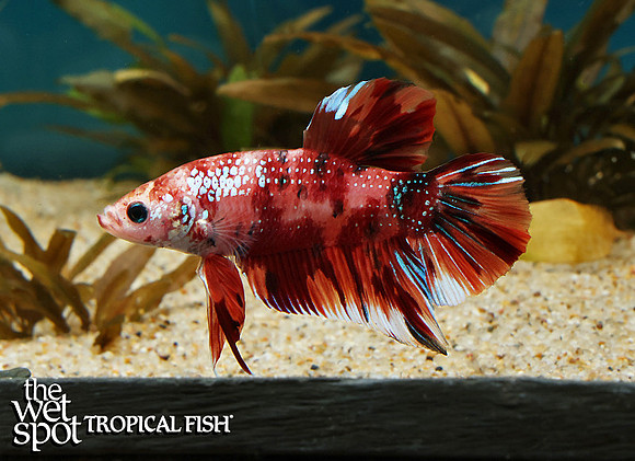 Betta splendens "Koi Plakat Betta" MALE