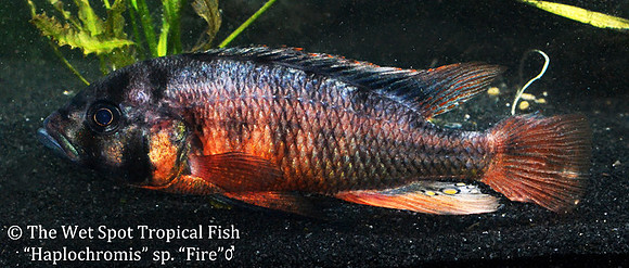 Haplochromis sp Fire male