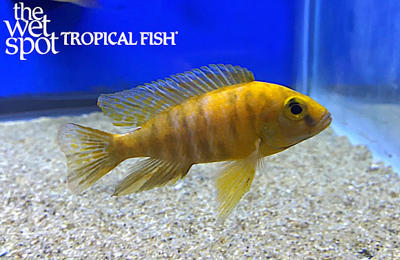 Aulonocara sp. "OB Peacock" "Yellow Form"