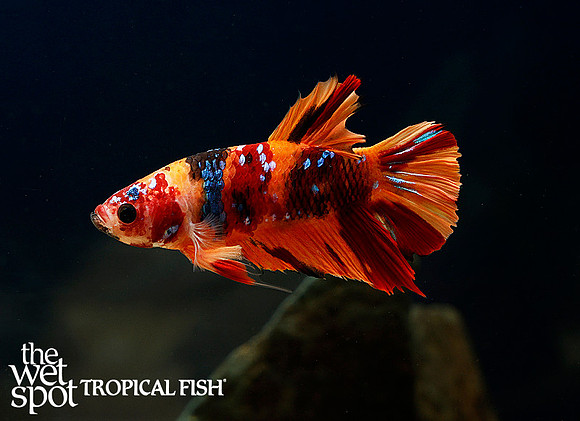 Betta splendens - Galaxy Candy Plakat Betta