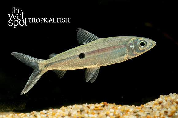 Hemiodus microlepis - Black Tail Hemiodus