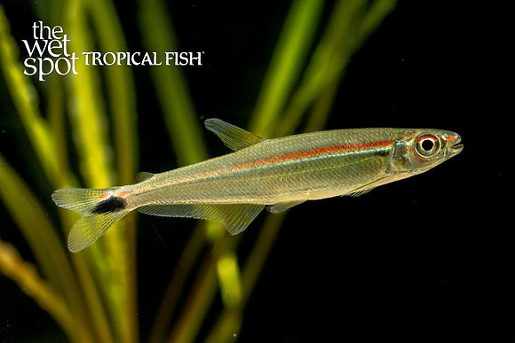 Iguanodectes adujai - Slender Tetra