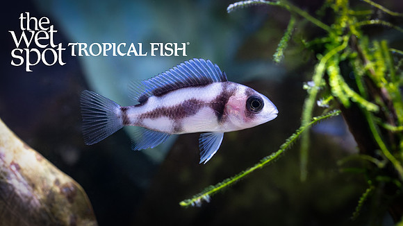 Cyphotilapia frontosa "Black Widow"