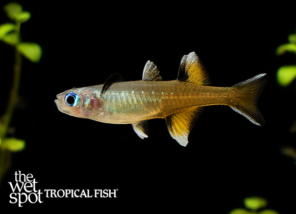 Pseudomugil signifer "Southern Blue Eye Rainbow"