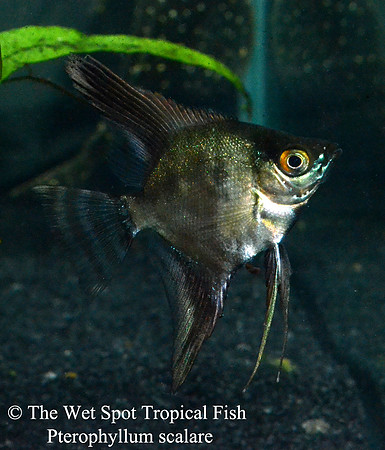Pterophyllum scalare - Smokey Angelfish