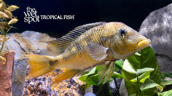 Geophagus pellegrini "Colombia"