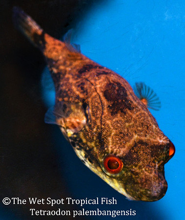 Dragon Puffer - Tetraodon palembangensis