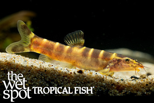 Sinibotia superciliaris "Chinese Zebra Loach"