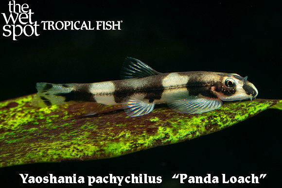 Yaoshania pachychilus - Panda Loach