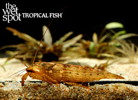 Atyopsis moluccensis"Singapore Shrimp"