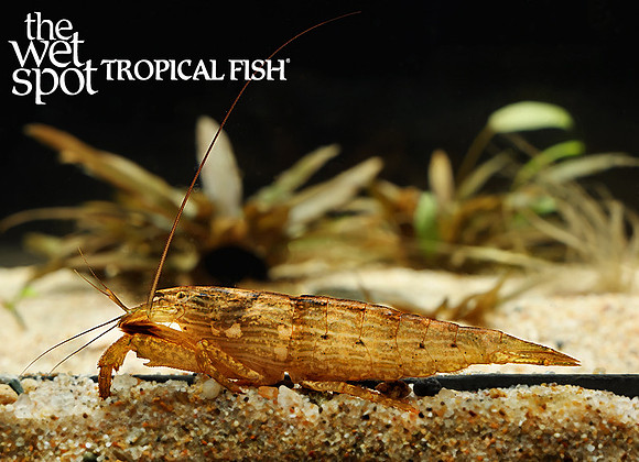 Atyopsis moluccensis"Singapore Shrimp"